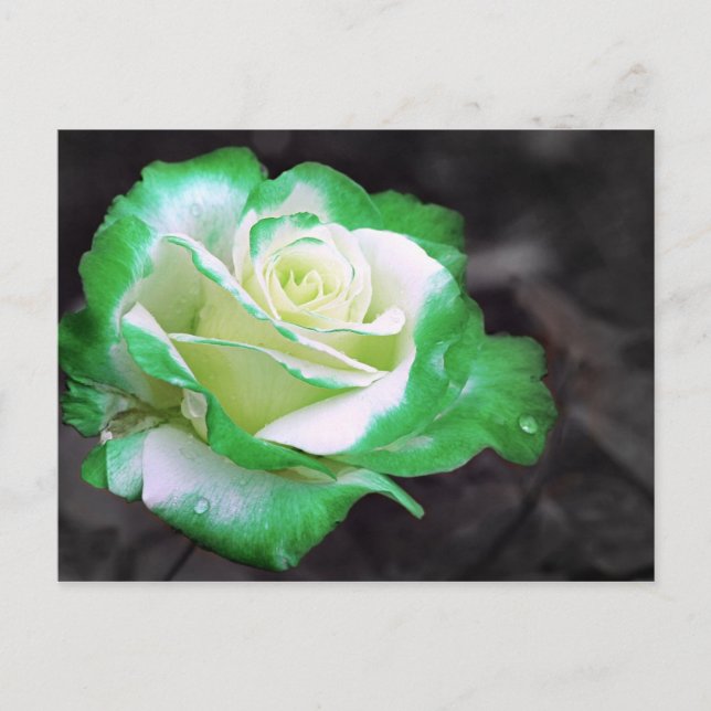 Postal Rosa irlandesa (Anverso)