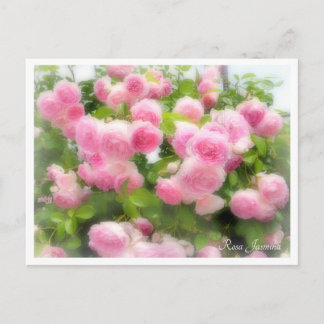 Postal Rosa Jasmina
