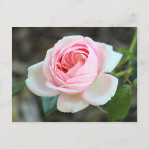 Postal Rosa Joie de Vivre, Roath Park, Cardiff