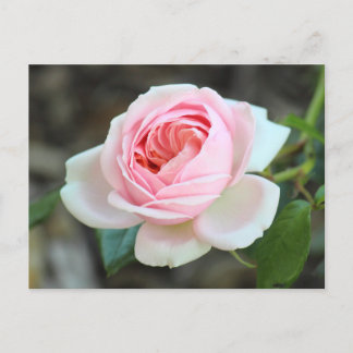 Postal Rosa Joie de Vivre, Roath Park, Cardiff