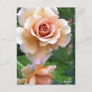 Postal Rosa Julia [Postal]