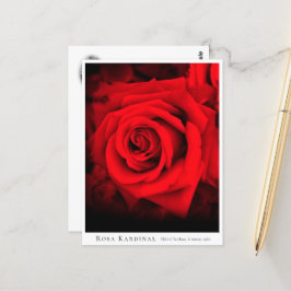 Postal Rosa Kardinal