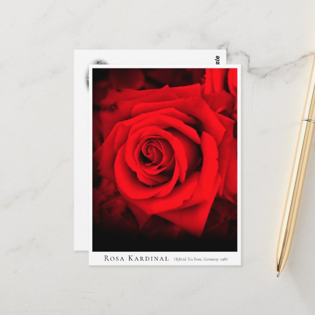 Postal Rosa Kardinal (Anverso/Reverso In Situ)
