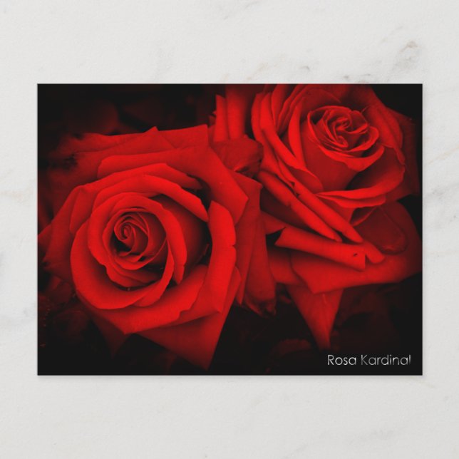 Postal Rosa Kardinal:Postcard (Anverso)