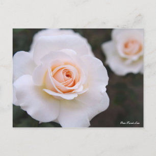 Postal Rosa Lace Francés [postal]