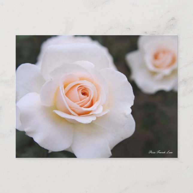 Postal Rosa Lace Francés [postal] (Anverso)