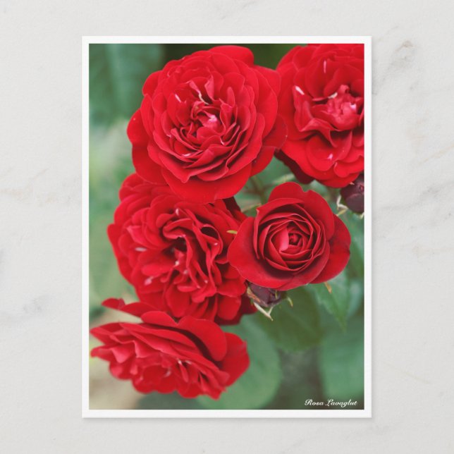 Postal Rosa Lavaglut (Anverso)