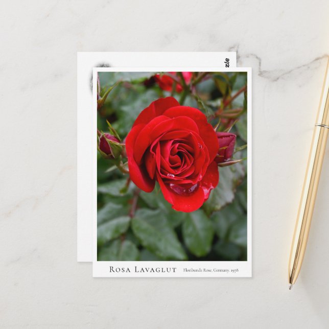 Postal Rosa Lavaglut (Anverso/Reverso In Situ)