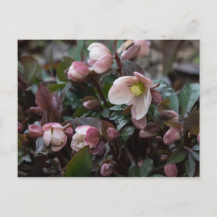 Postal Rosa Lenten