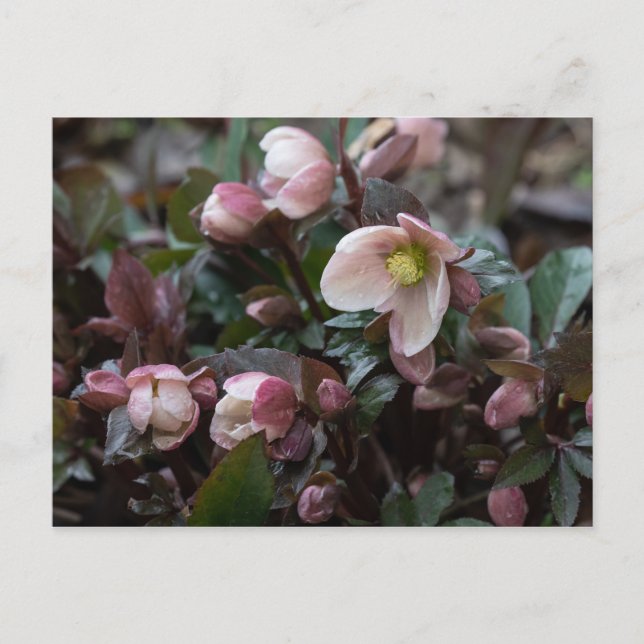 Postal Rosa Lenten (Anverso)