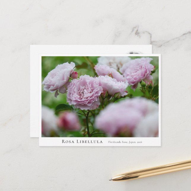 Postal Rosa Libellula (Anverso/Reverso In Situ)