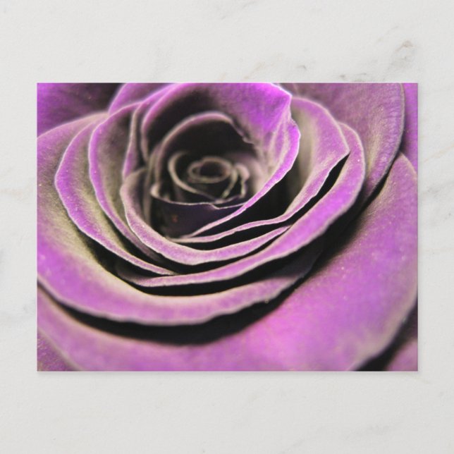 Postal Rosa Lilac rosa (Anverso)
