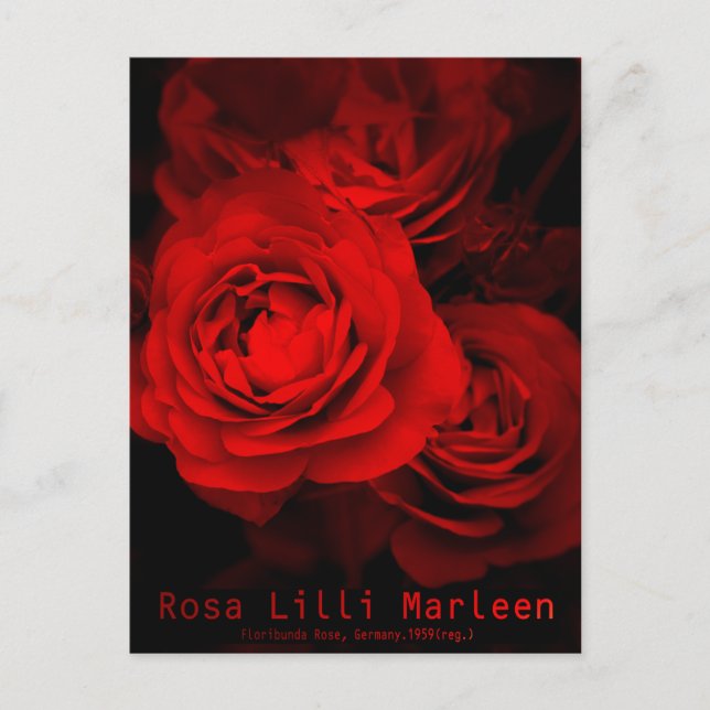 Postal Rosa Lilli Marleen:Postcard (Anverso)