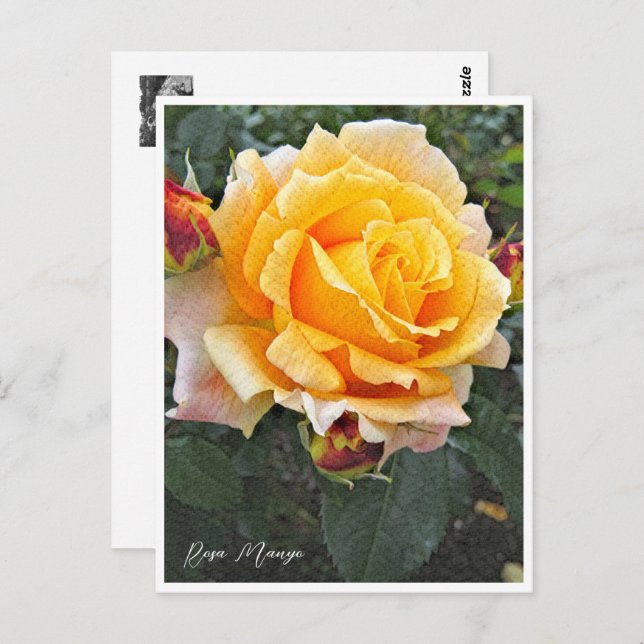 Postal Rosa Manyo