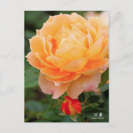 Postal Rosa‘Manyo’（万葉）：Postcard
