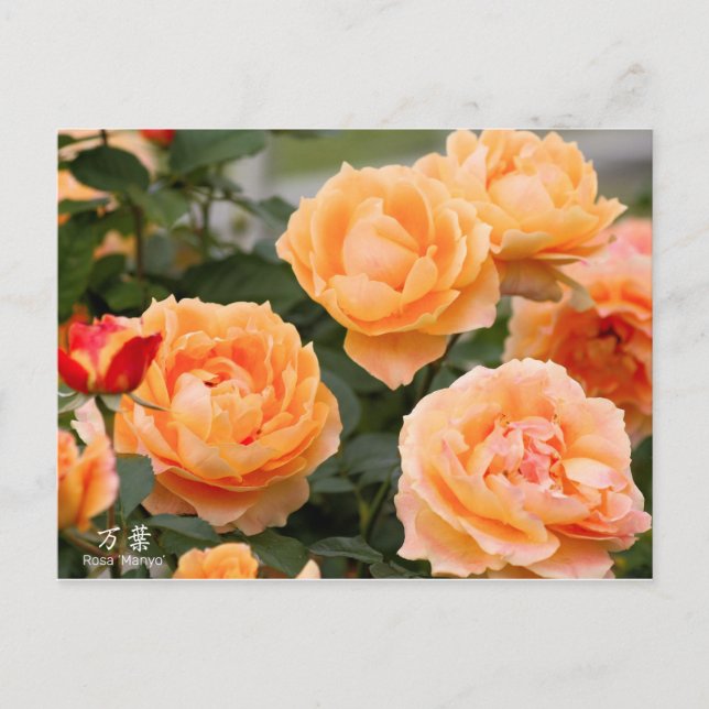 Postal Rosa‘Manyo’（万葉）：Postcard (Anverso)