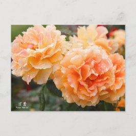 Postal Rosa‘Manyo’（万葉）：Postcard