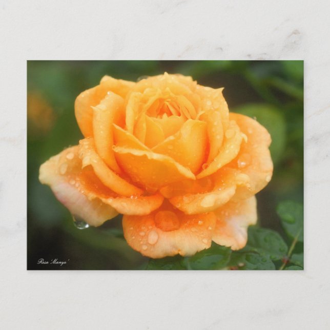 Postal Rosa ‘Manyo’:Postal (Anverso)