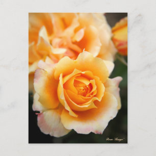 Postal Rosa ‘Manyo’:Postal