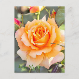 Postal Rosa ‘Manyo’ [Postal]