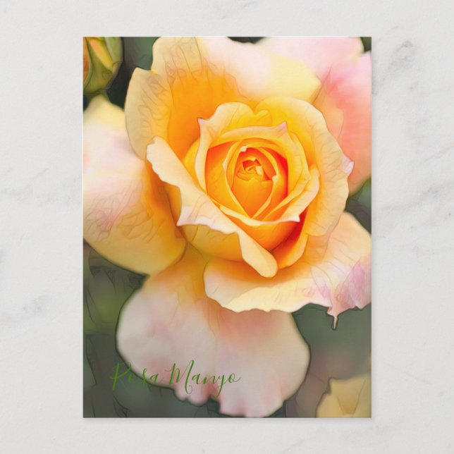 Postal Rosa ‘Manyo’ [Postal] (Anverso)