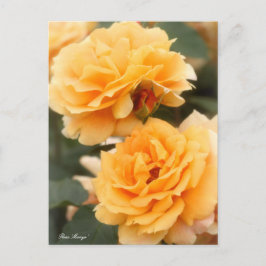 Postal Rosa ‘Manyo’:Postal
