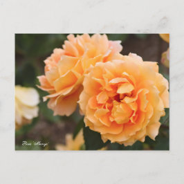 Postal Rosa ‘Manyo ‘Postcard] ポ ス カ