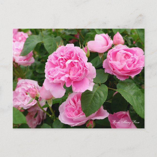 Postal Rosa Mary Rosa [postal] (Anverso)