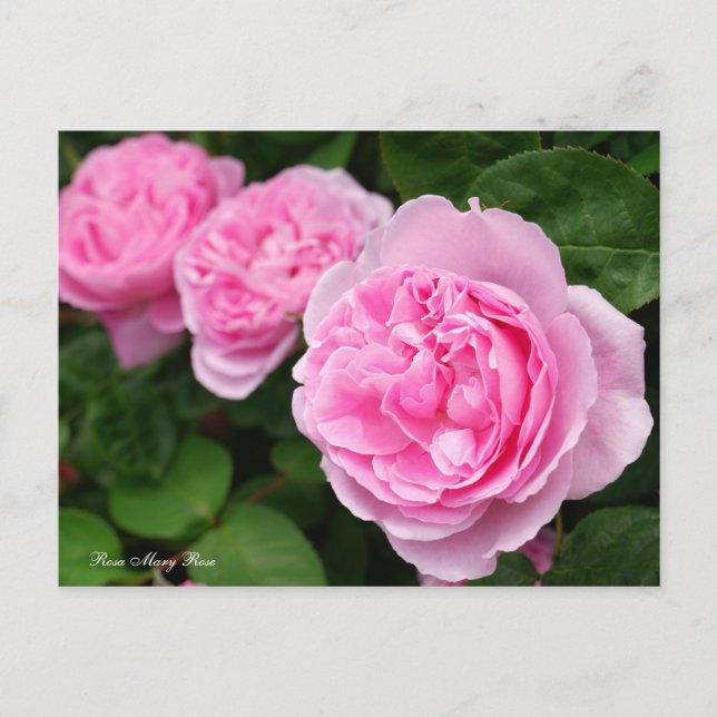 Postal Rosa Mary Rosa [postal] (Anverso)
