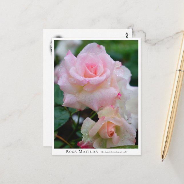 Postal Rosa Matilda (Anverso/Reverso In Situ)