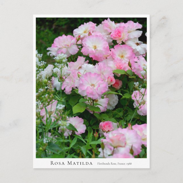 Postal Rosa Matilda (Anverso)
