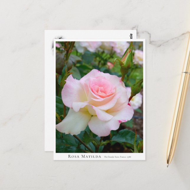 Postal Rosa Matilda (Anverso/Reverso In Situ)