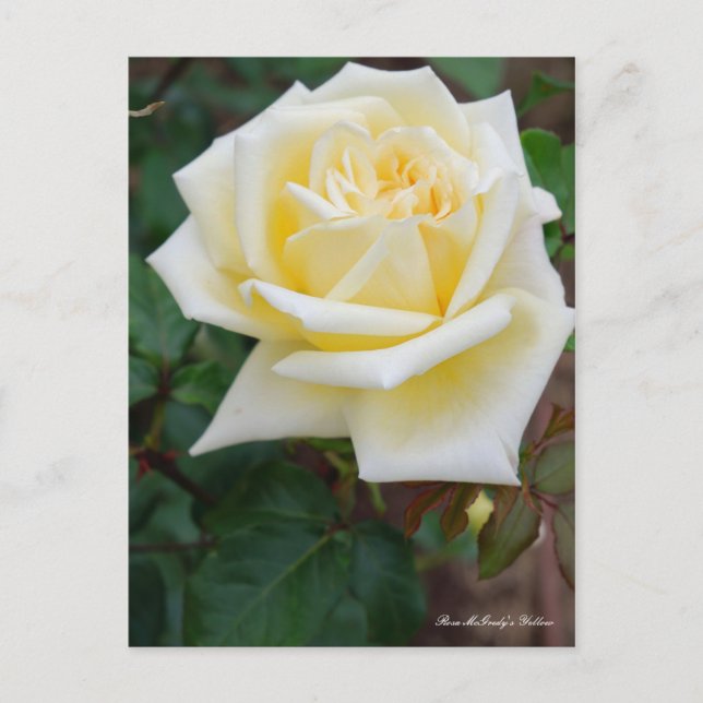 Postal Rosa McGredy's Yellow [Postcard] (Anverso)