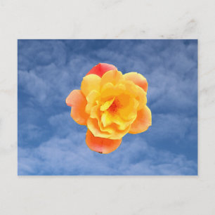 Postal Rosa Melocotón en Cielo Azul