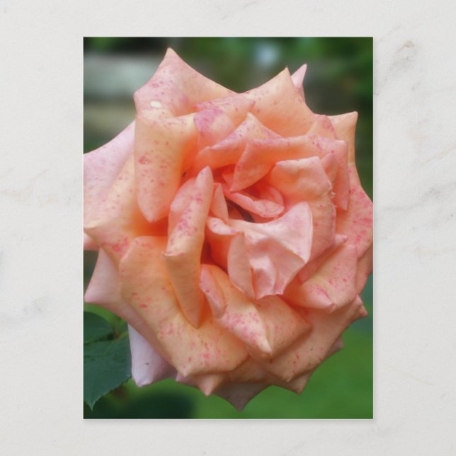 Postal Rosa Melocotón Manchada en Flor (Anverso)