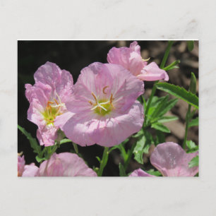 Postal rosa mexicana