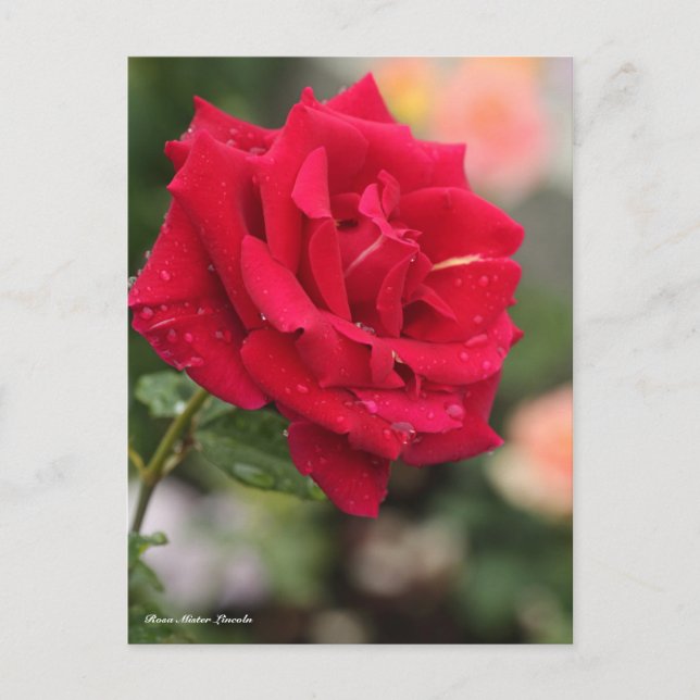 Postal Rosa Mister Lincoln (Anverso)