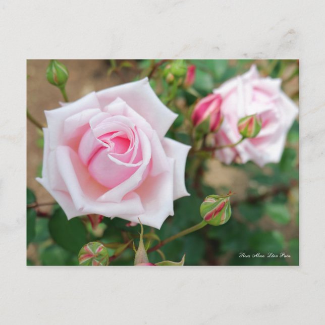 Postal Rosa Mme. Léon Dolor [Postal] (Anverso)