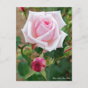 Postal Rosa Mme. Léon Dolor [Postal]