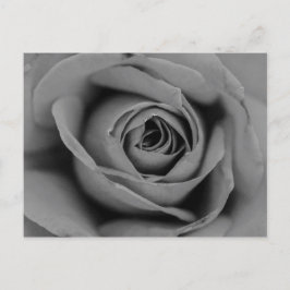 Postal Rosa monocromática