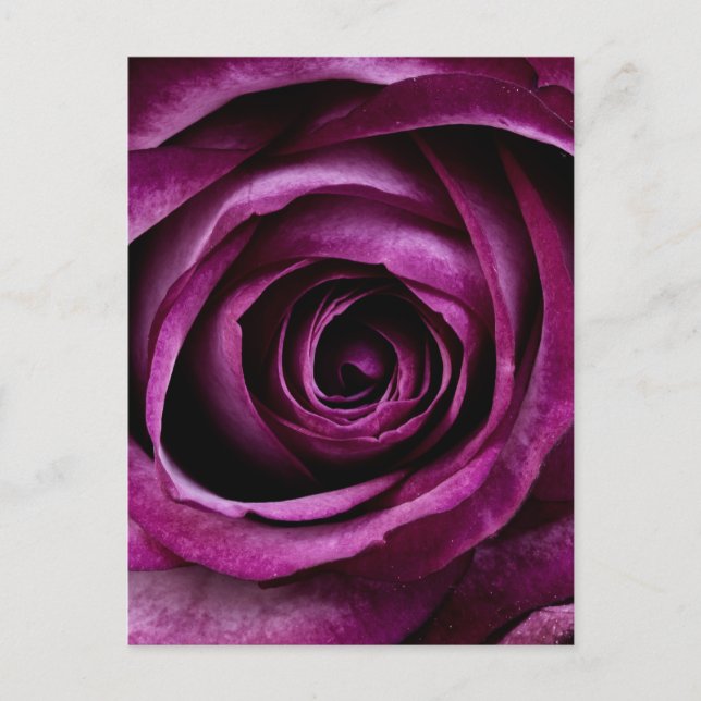 Postal Rosa morado (Anverso)
