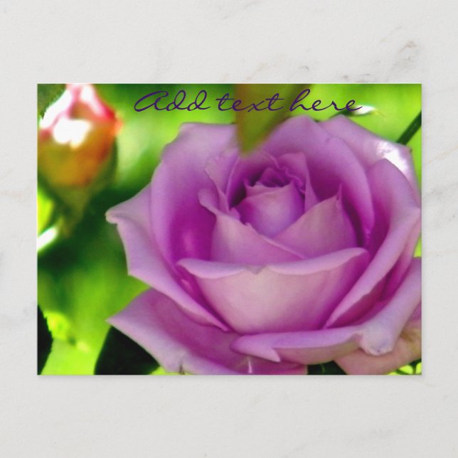 Postal Rosa morado_ (Anverso)
