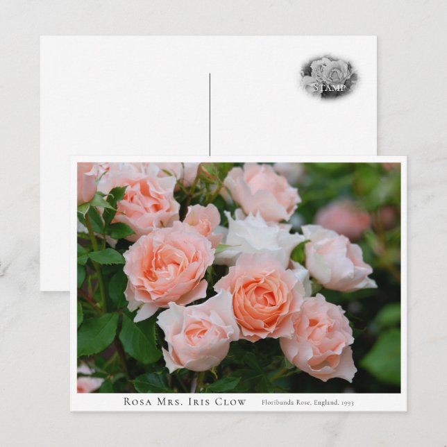 Postal Rosa Mrs. Iris Clow (Anverso / Reverso)