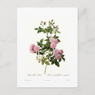 Postal Rosa multiflora carnea (Rosa Bramble)
