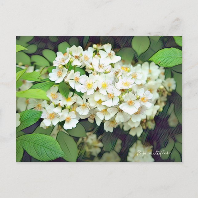 Postal Rosa multiflora [Postcard] (Anverso)