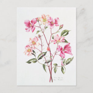 Postal Rosa 'Mutabilis' 1996