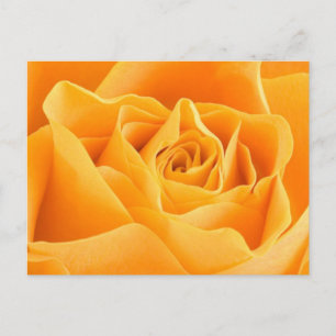 Postal Rosa naranja