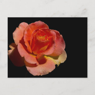 POSTAL ROSA NARANJA 2