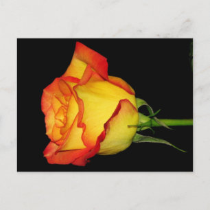 Postal Rosa naranja-amarilla