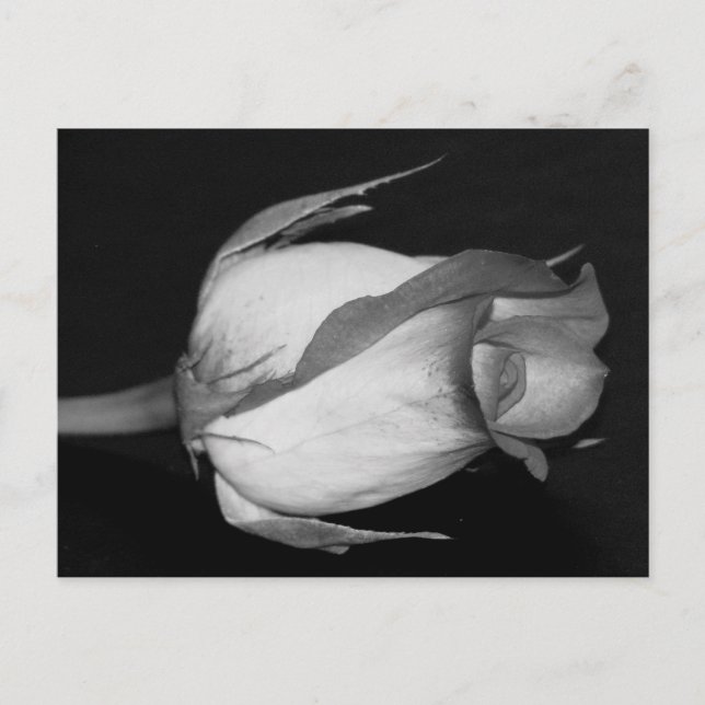 Postal Rosa naranja-amarilla (Anverso)